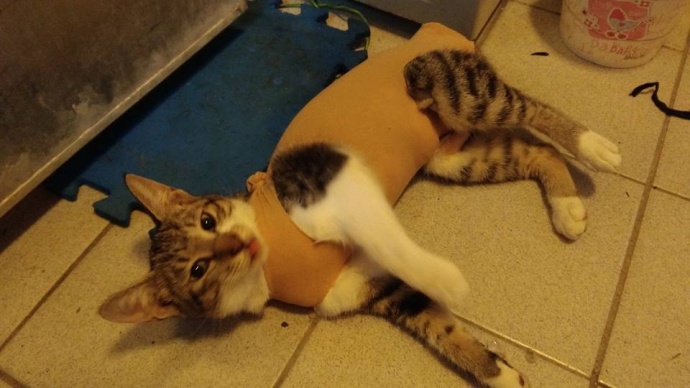 猫咪结扎之后需要注意什么,猫咪结扎前一定要打三联