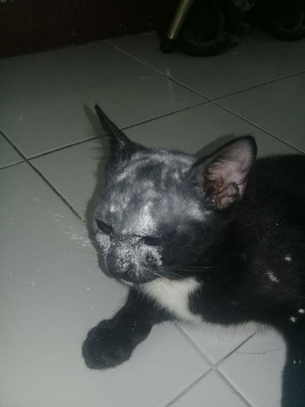 猫咪结扎之后需要注意什么,猫咪结扎前一定要打三联