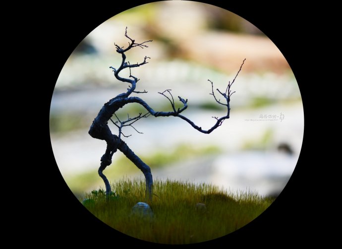 鎷滆涓滅鑽夊爞,鑺卞洯鎷滆