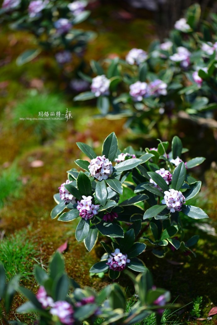 鎷滆涓滅鑽夊爞,鑺卞洯鎷滆