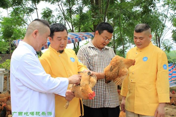 游机鸡是什么东西？吸引一群厨王跑到南宁农村吃