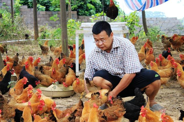 游机鸡是什么东西？吸引一群厨王跑到南宁农村吃