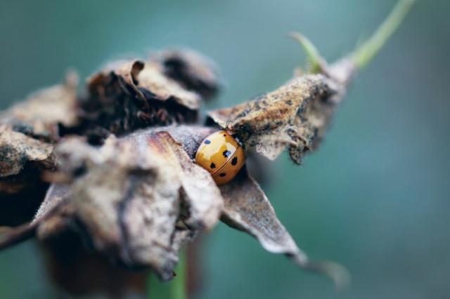 短篇小说：天价翡翠镯子谜案（一）