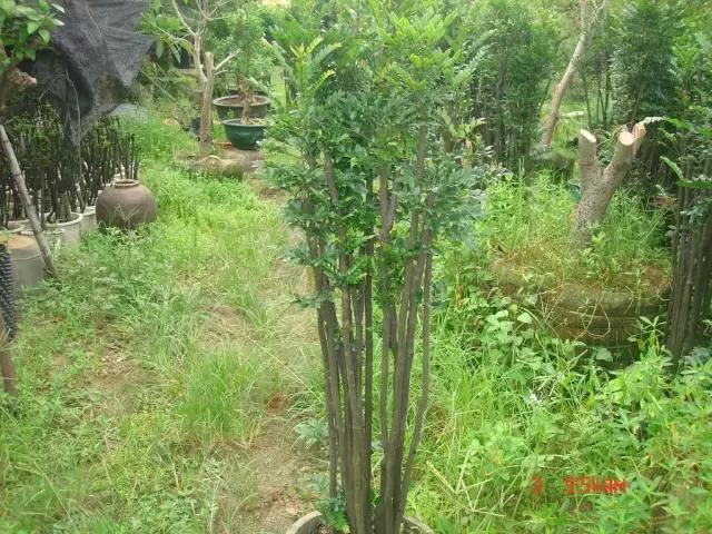 小叶紫檀盆栽做手串,家里能放小叶紫檀盆景吗