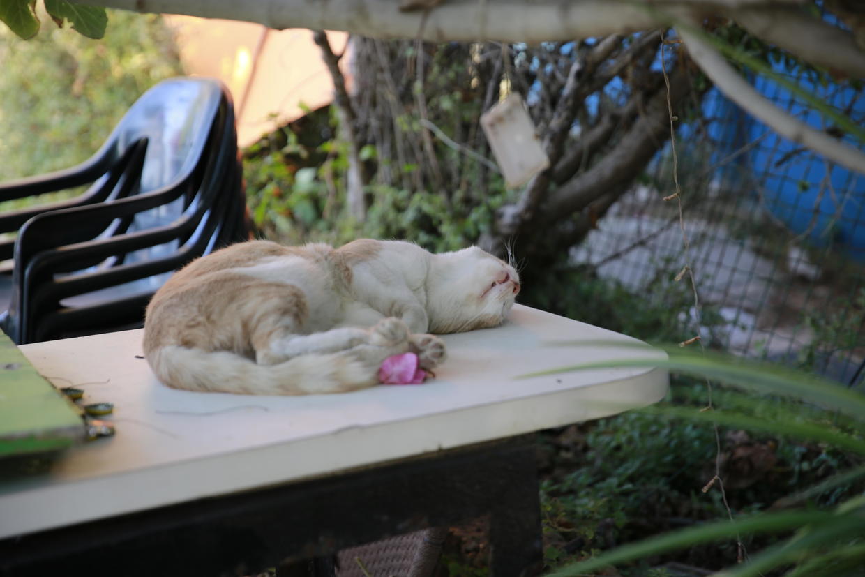 以色列特拉维夫闹市区 (以色列特拉维夫白色之城繁荣原因)