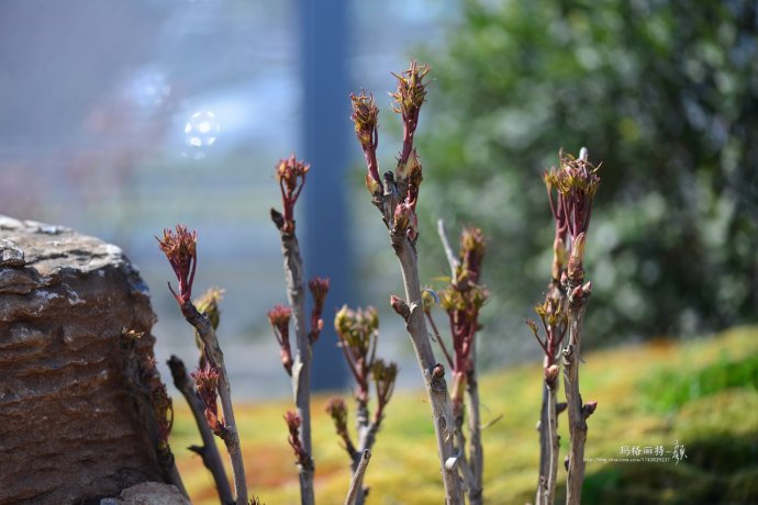 鎷滆涓滅鑽夊爞,鑺卞洯鎷滆