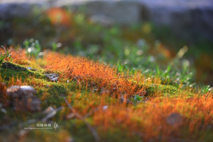 鎷滆涓滅鑽夊爞,鑺卞洯鎷滆