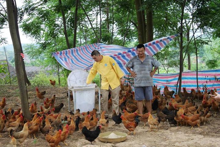 游机鸡是什么东西？吸引一群厨王跑到南宁农村吃
