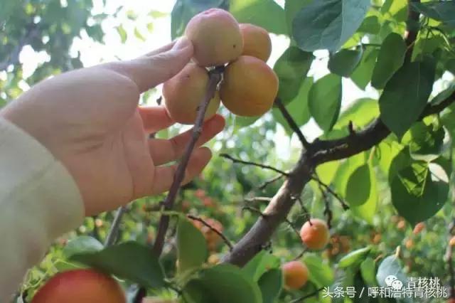 呼和浩特摘杏一日游,呼和浩特乌素图摘杏的地方