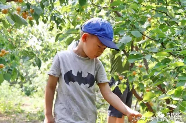 呼和浩特摘杏一日游,呼和浩特乌素图摘杏的地方