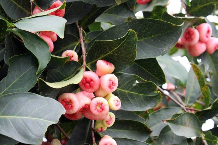 游机鸡是什么东西？吸引一群厨王跑到南宁农村吃