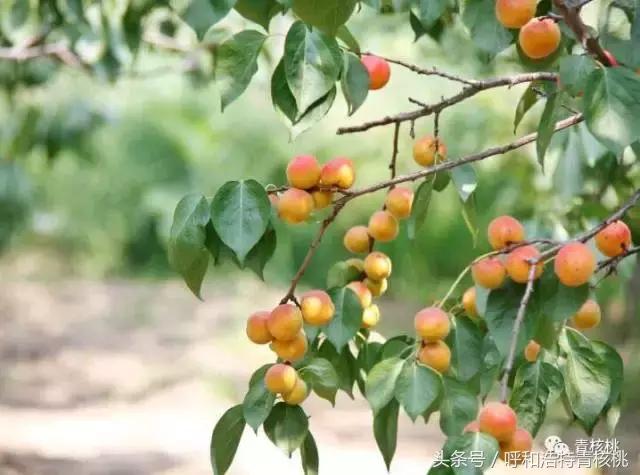 呼和浩特摘杏一日游,呼和浩特乌素图摘杏的地方