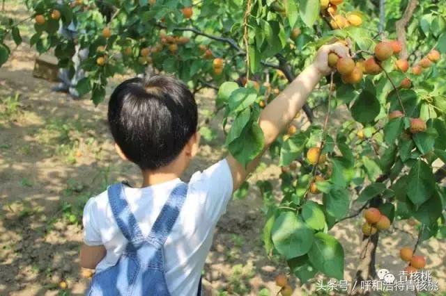 呼和浩特摘杏一日游,呼和浩特乌素图摘杏的地方