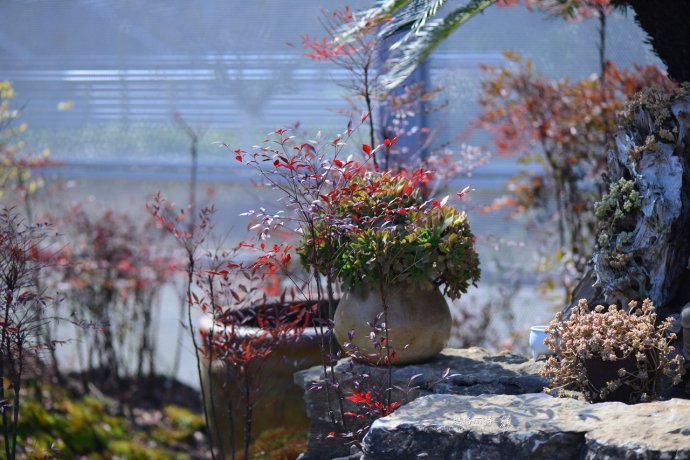 鎷滆涓滅鑽夊爞,鑺卞洯鎷滆