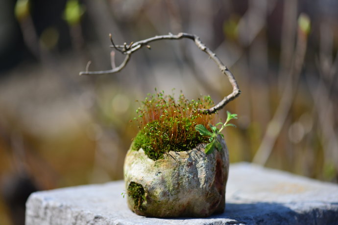 鎷滆涓滅鑽夊爞,鑺卞洯鎷滆