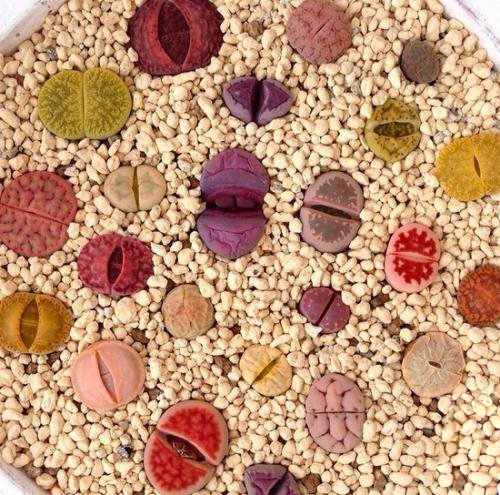 多肉有没有除甲醛的效果,吸附甲醛的多肉