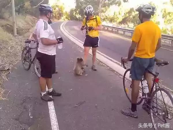 为讨到水考拉不要脸的为路人舔鞋，考拉你的自尊呢