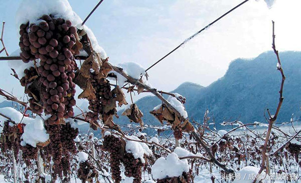 关于冰球你了解多少,关于冰酒的知识