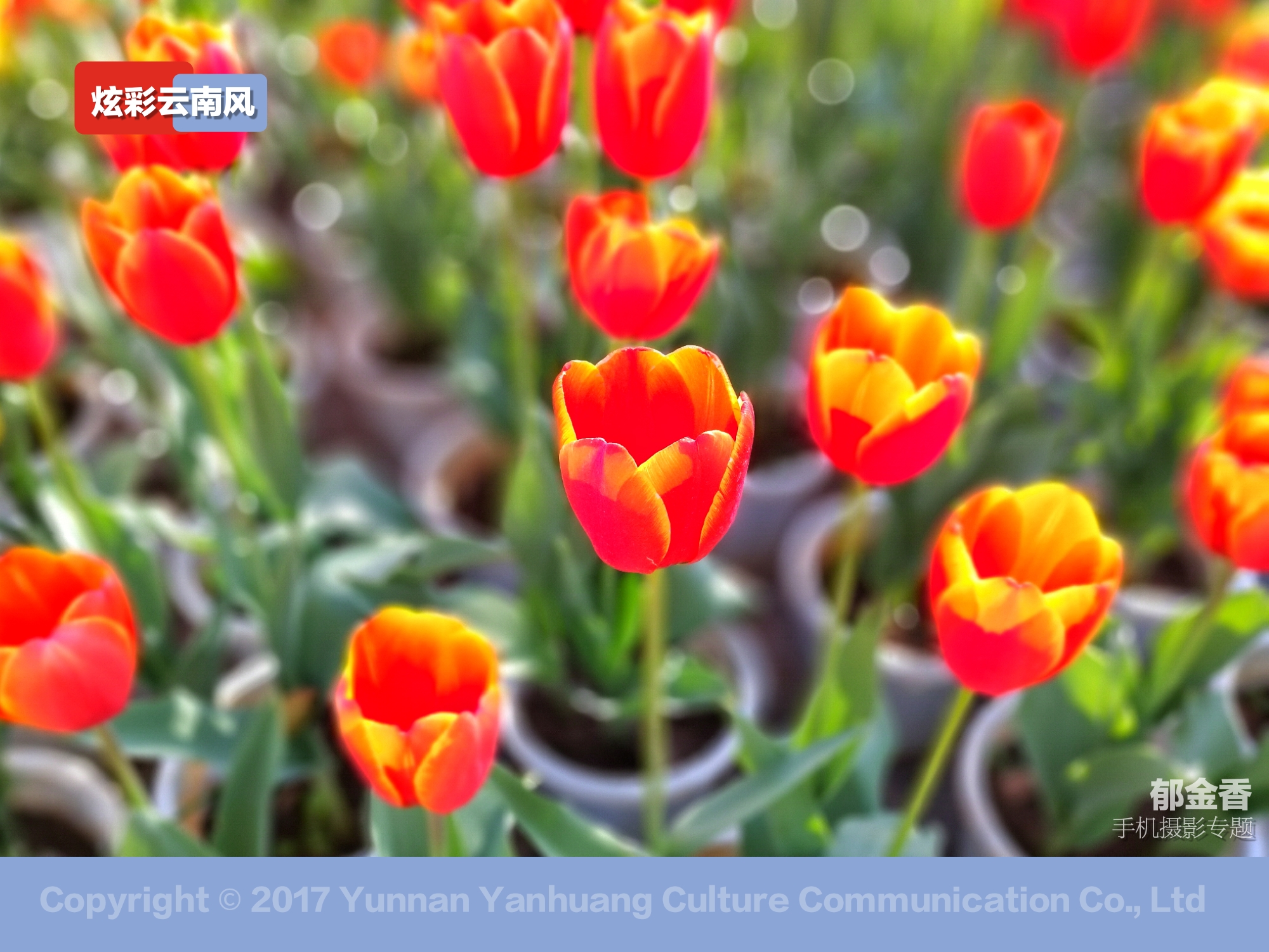 手机拍摄唯美的郁金香,荷兰国花郁金香造型