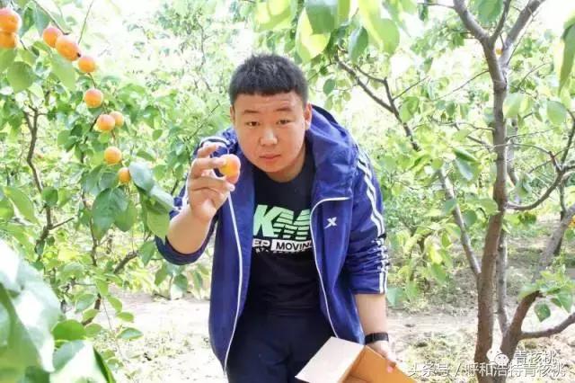 呼和浩特摘杏一日游,呼和浩特乌素图摘杏的地方