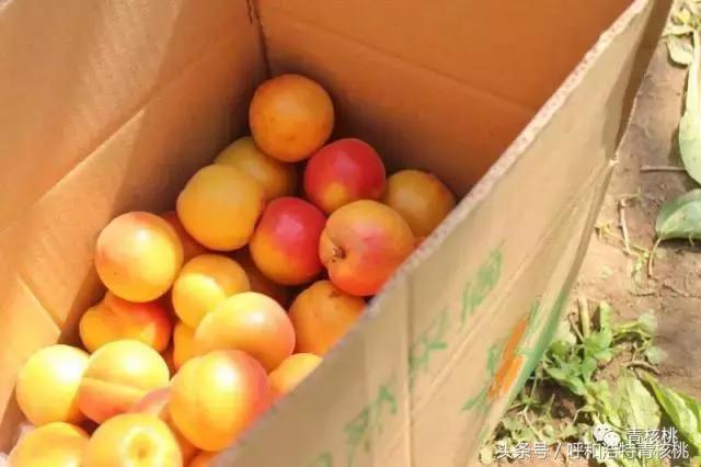 呼和浩特摘杏一日游,呼和浩特乌素图摘杏的地方