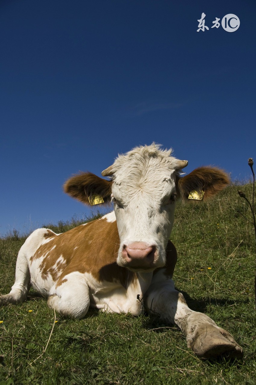 生肖牛不幸的年份,生肖牛在哪年好运最好