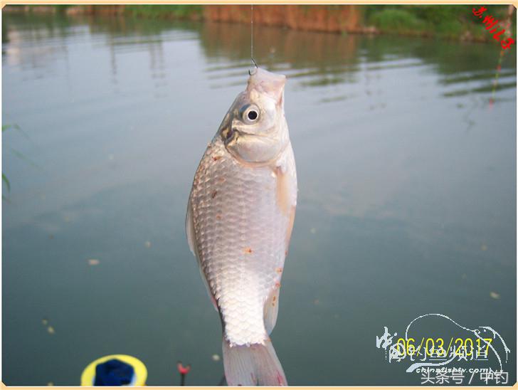 先分后合，爽钓半天