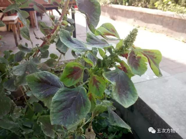 苋菜又叫什么菜长寿菜,灰菜和藜菜