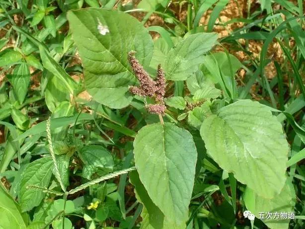 苋菜又叫什么菜长寿菜,灰菜和藜菜