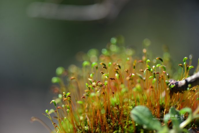 鎷滆涓滅鑽夊爞,鑺卞洯鎷滆