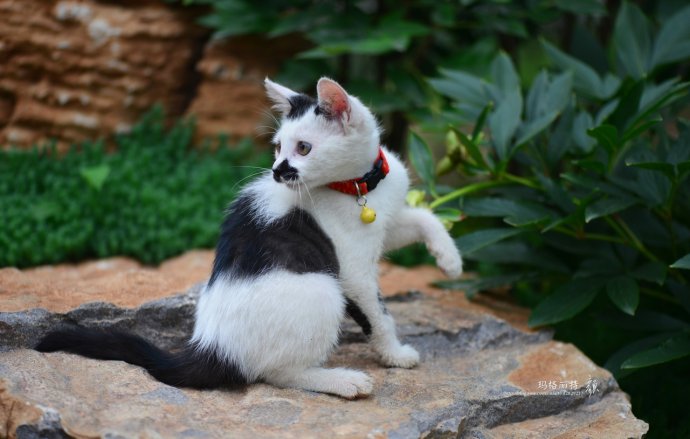 鎷滆涓滅鑽夊爞,鑺卞洯鎷滆