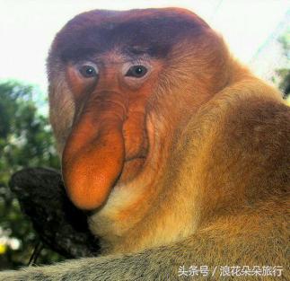 被二货哄去沙巴，我的入坑之旅浪花朵朵