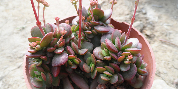 多肉有没有除甲醛的效果,吸附甲醛的多肉