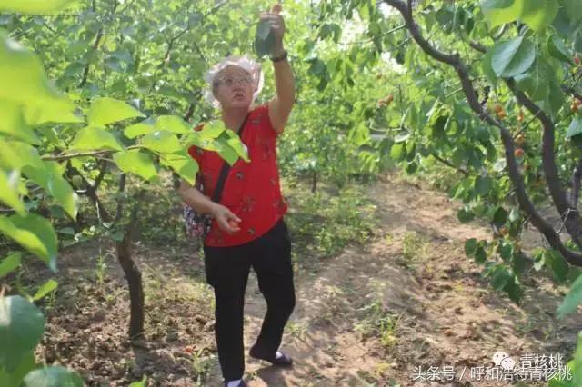 呼和浩特摘杏一日游,呼和浩特乌素图摘杏的地方