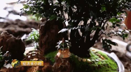 小盆栽生意赚钱吗,小盆栽几万块