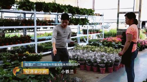 小盆栽生意赚钱吗,小盆栽几万块