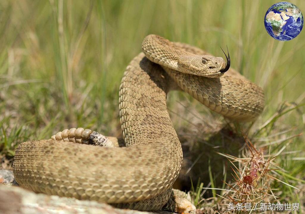 世界上有几种蛇会飞,世界上有多少种蛇消失了