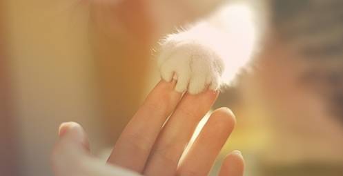 好产品让用户为自己尖叫,产品让用户发声