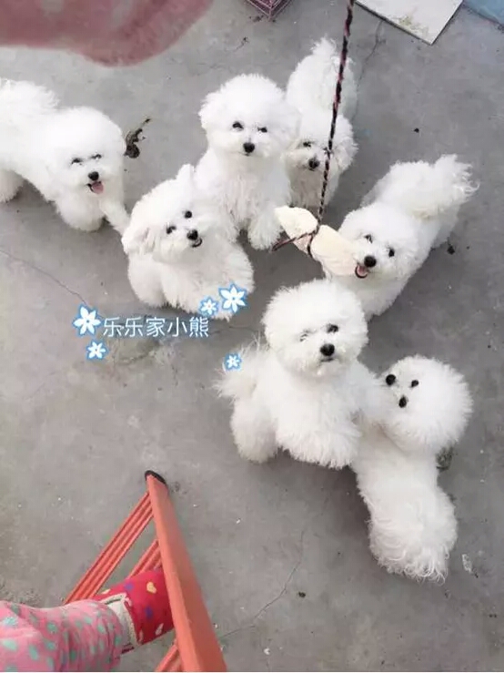 家中宠物接生必备步骤，这个你一定想不到