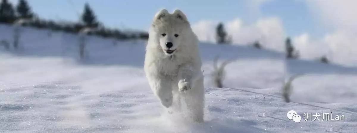 萨摩耶是什么犬种主要特点,最美的萨摩耶犬