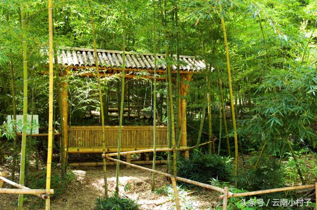 云南玉溪峨山彝人谷万亩竹海竹炭,彝人谷竹海攻略