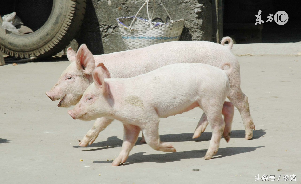 儿童破伤风诊疗指南,破伤风可以使用中兽医疗法吗