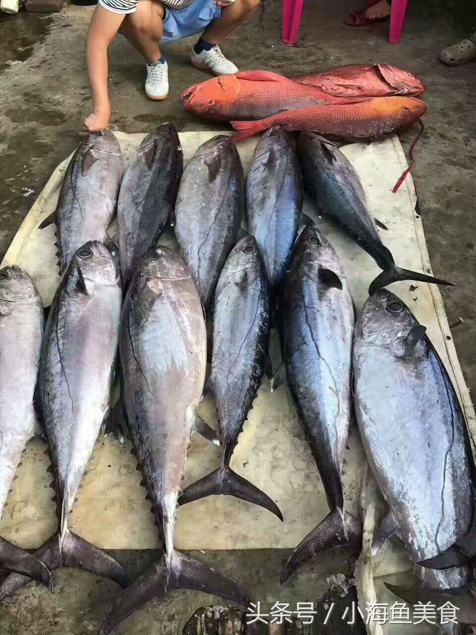 海南岛海钓钓点大全,海南人农村小沟野钓