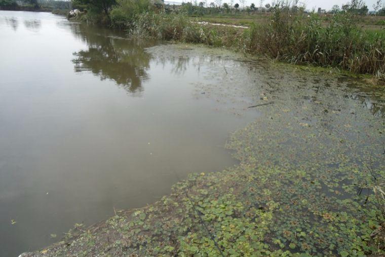喜中大板鲫,餐条特别多如何钓鲫鱼