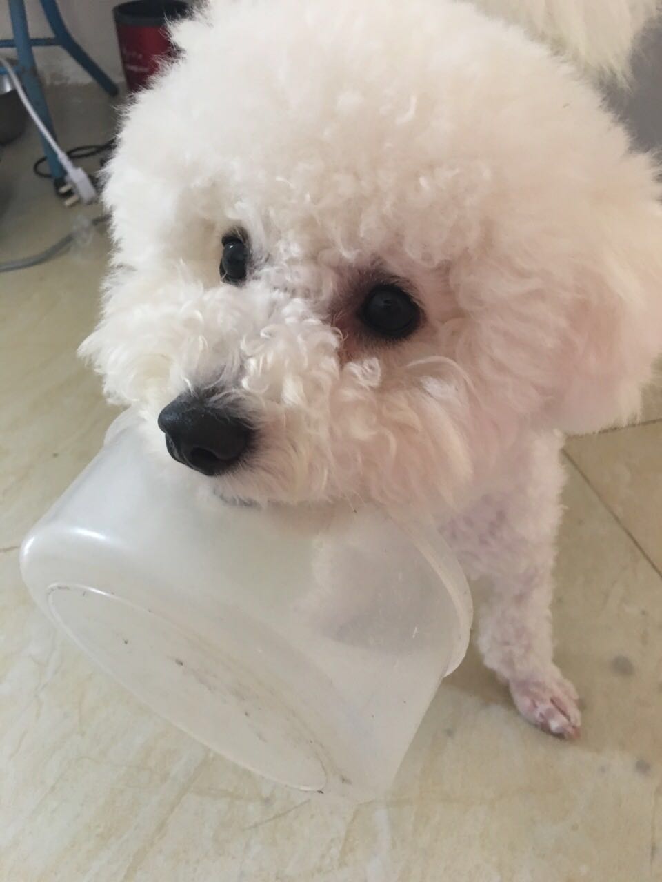 怎么自制比熊狗粮简单方法,比熊自制狗粮配方大全