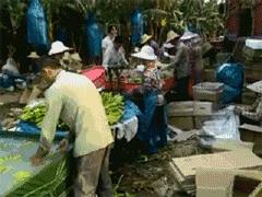 棉花肉松等谣言,棉花肉松事件曝光你中招了吗