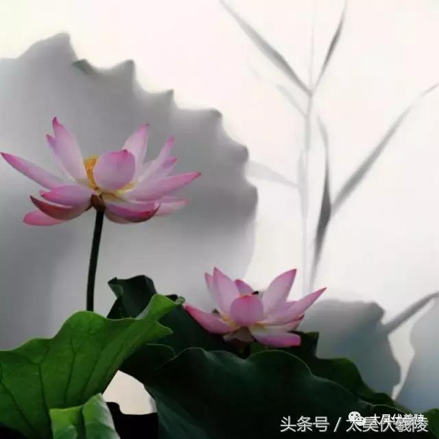 2022淮阳龙湖赏荷旅游月开幕式,中国淮阳龙湖赏荷旅游月活动启动