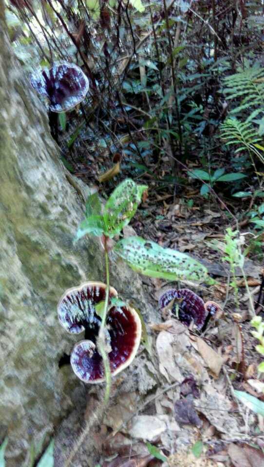 吃灵芝孢子粉,灵芝能吃吗