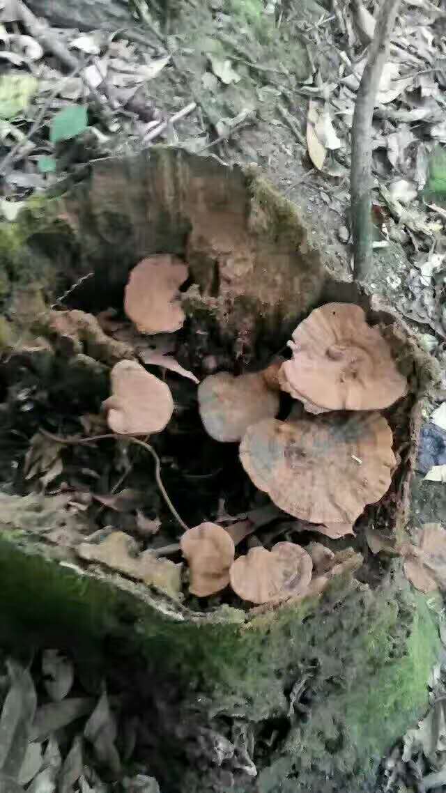 吃灵芝孢子粉,灵芝能吃吗