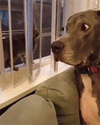 网友把足球PS成猫咪，毫无违和感！看什么看，没猫你踢什么球！
